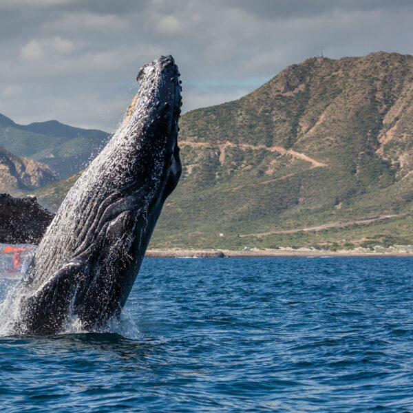 En un hecho sin precedentes, las ballenas del Golfo de California “alzaron la voz” ante los tribunales mexicanos.