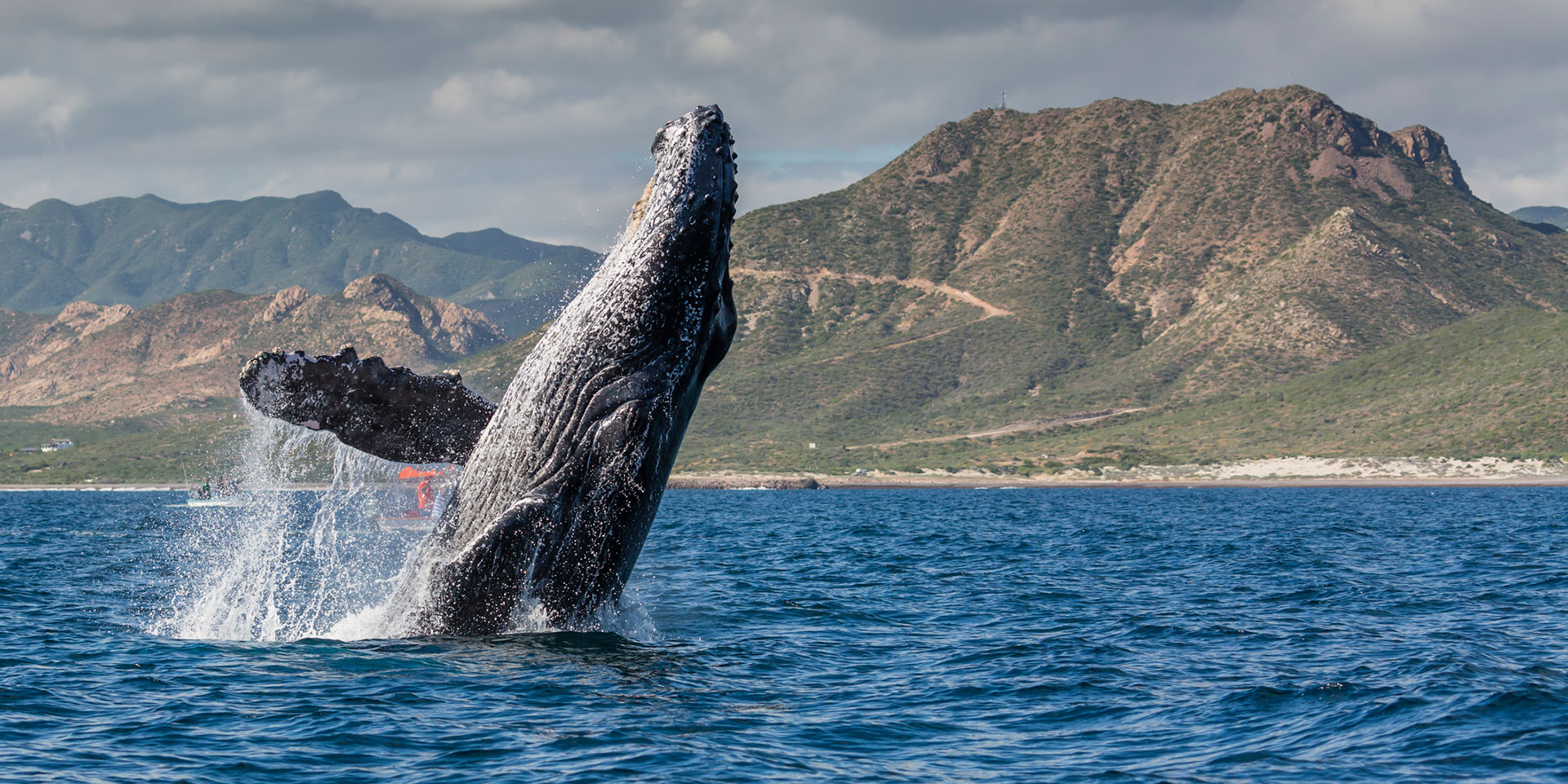 El canto de las ballenas llega a los tribunales: buscan ser reconocidas como sujetas de derecho