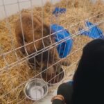 Mina, la osa negra rescatada de La Pastora, muestra avances en su recuperación: ya pasa tiempo fuera de la incubadora y luce más activa y fuerte. Foto: Fundación Invictus.