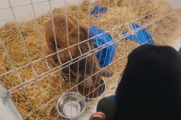 Mina, la osa negra rescatada de La Pastora, muestra avances en su recuperación: ya pasa tiempo fuera de la incubadora y luce más activa y fuerte. Foto: Fundación Invictus.