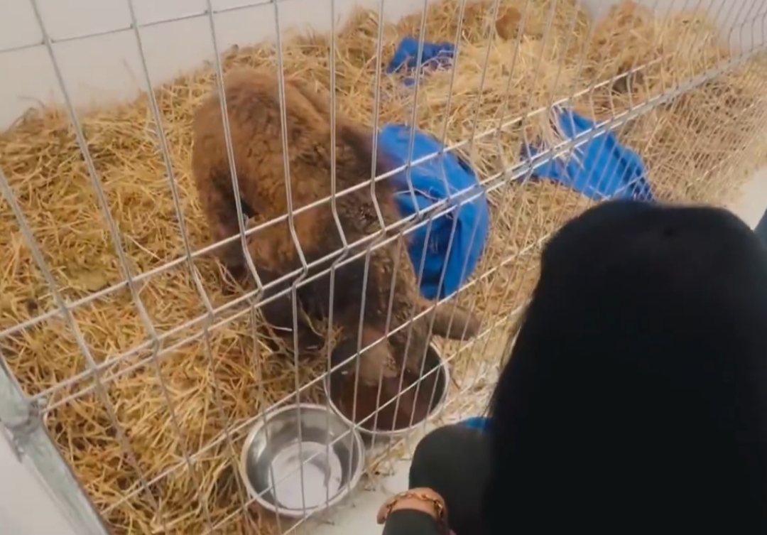 Recuperación de la osa Mina avanza tras su rescate de zoológico