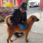 Refugios temporales en Chignahuapan y Xicotepec ya reciben a perros, gatos y caballos afectados por las lluvias. Foto: IBA.