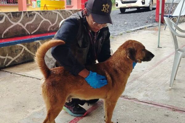Refugios temporales en Chignahuapan y Xicotepec ya reciben a perros, gatos y caballos afectados por las lluvias. Foto: IBA.