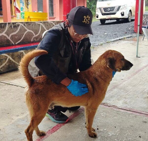 Refugios temporales en Chignahuapan y Xicotepec ya reciben a perros, gatos y caballos afectados por las lluvias. Foto: IBA.