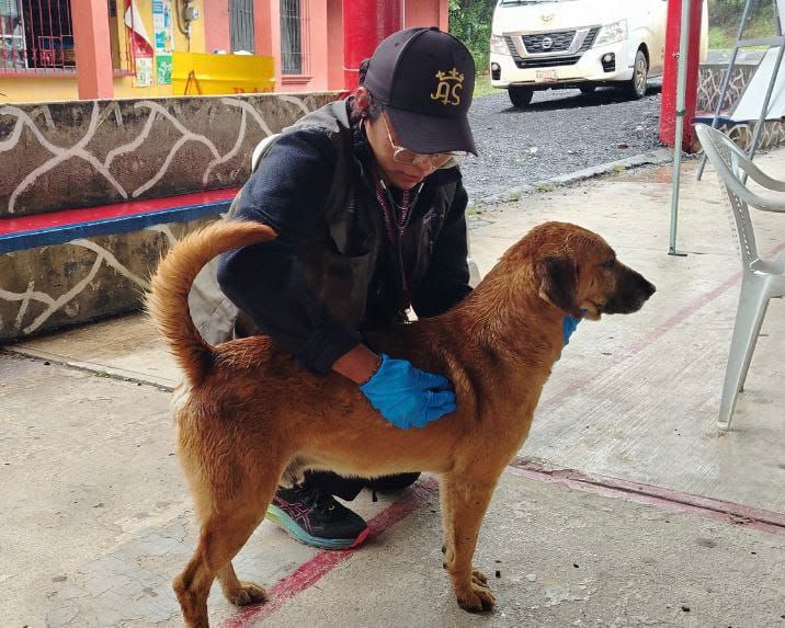 Refugios temporales en Chignahuapan y Xicotepec ya reciben a perros, gatos y caballos afectados por las lluvias. Foto: IBA.
