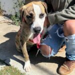 Vacunación, esterilización y cuidado responsable. Ayuntamiento de Puebla