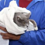 El Ayuntamiento de Puebla conmemoró por primera vez el Día Municipal de los Animales con una jornada de actividades enfocadas en la tenencia responsable y el bienestar animal.