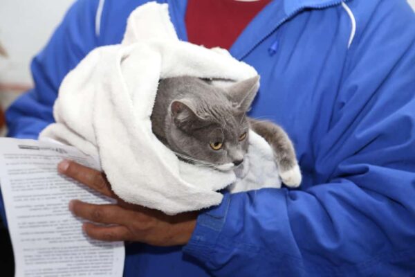 El Ayuntamiento de Puebla conmemoró por primera vez el Día Municipal de los Animales con una jornada de actividades enfocadas en la tenencia responsable y el bienestar animal.