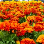 Puebla reafirma su liderazgo nacional en la producción de cempasúchil, con el 72% del total cultivado en México. FOTO: Gobierno de Puebla.