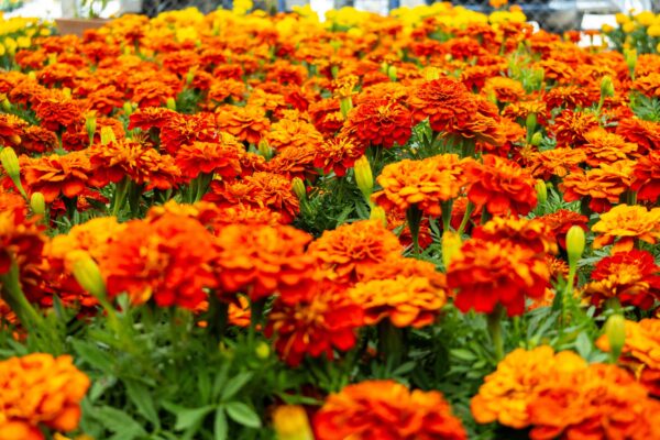 Puebla reafirma su liderazgo nacional en la producción de cempasúchil, con el 72% del total cultivado en México. FOTO: Gobierno de Puebla.