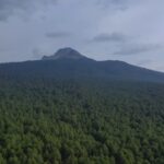En La Malinche comenzó la siembra de 50 mil nuevos pinos para recuperar el bosque y frenar la expansión del insecto descortezador. Foto: PostaMx.