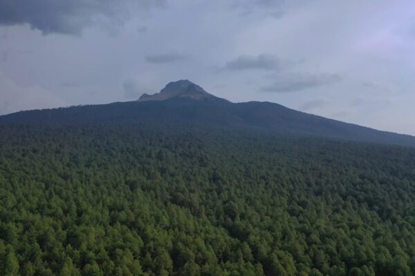 En La Malinche comenzó la siembra de 50 mil nuevos pinos para recuperar el bosque y frenar la expansión del insecto descortezador. Foto: PostaMx.