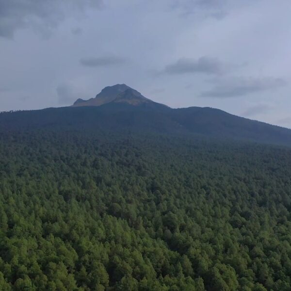 En La Malinche comenzó la siembra de 50 mil nuevos pinos para recuperar el bosque y frenar la expansión del insecto descortezador. Foto: PostaMx.