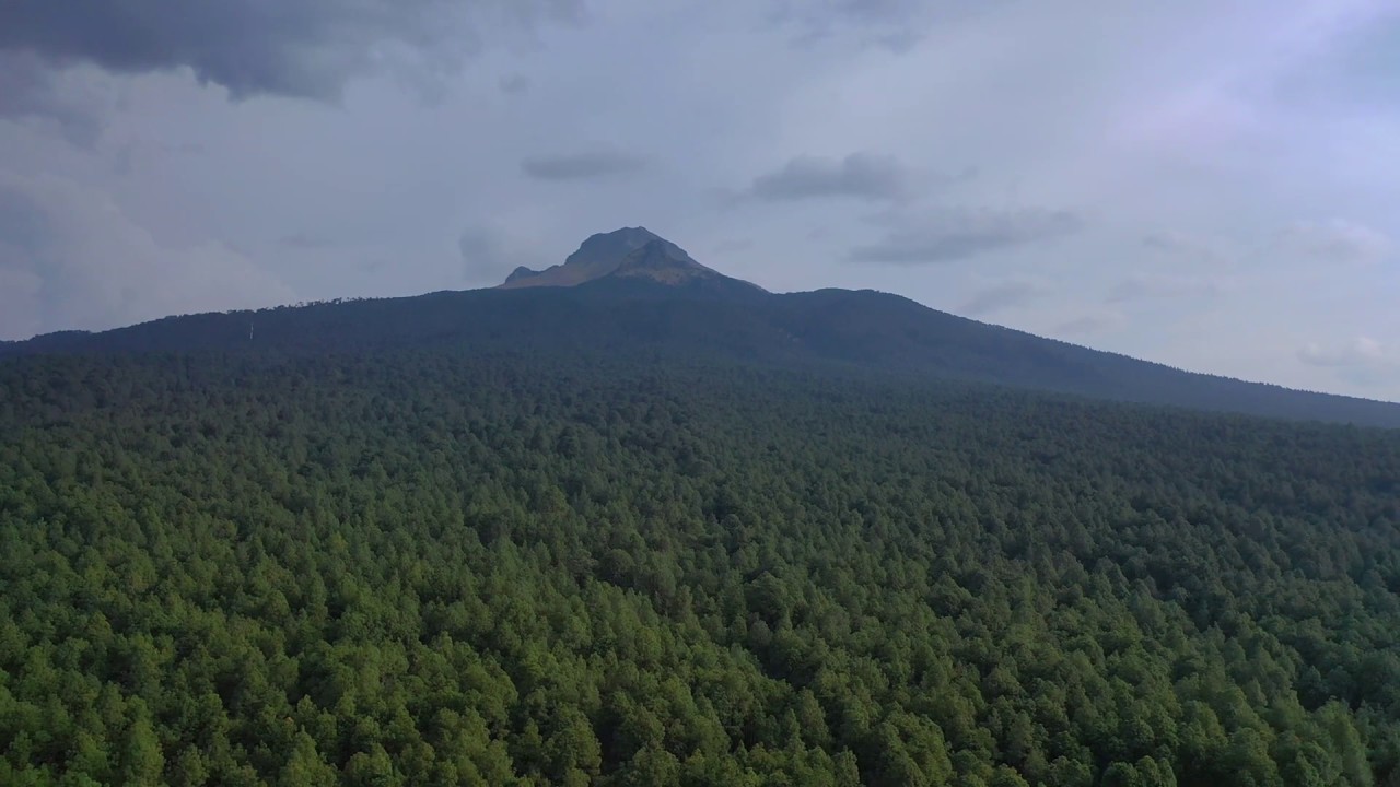 Reforestan La Malinche con 50 mil pinos para frenar al insecto descortezador