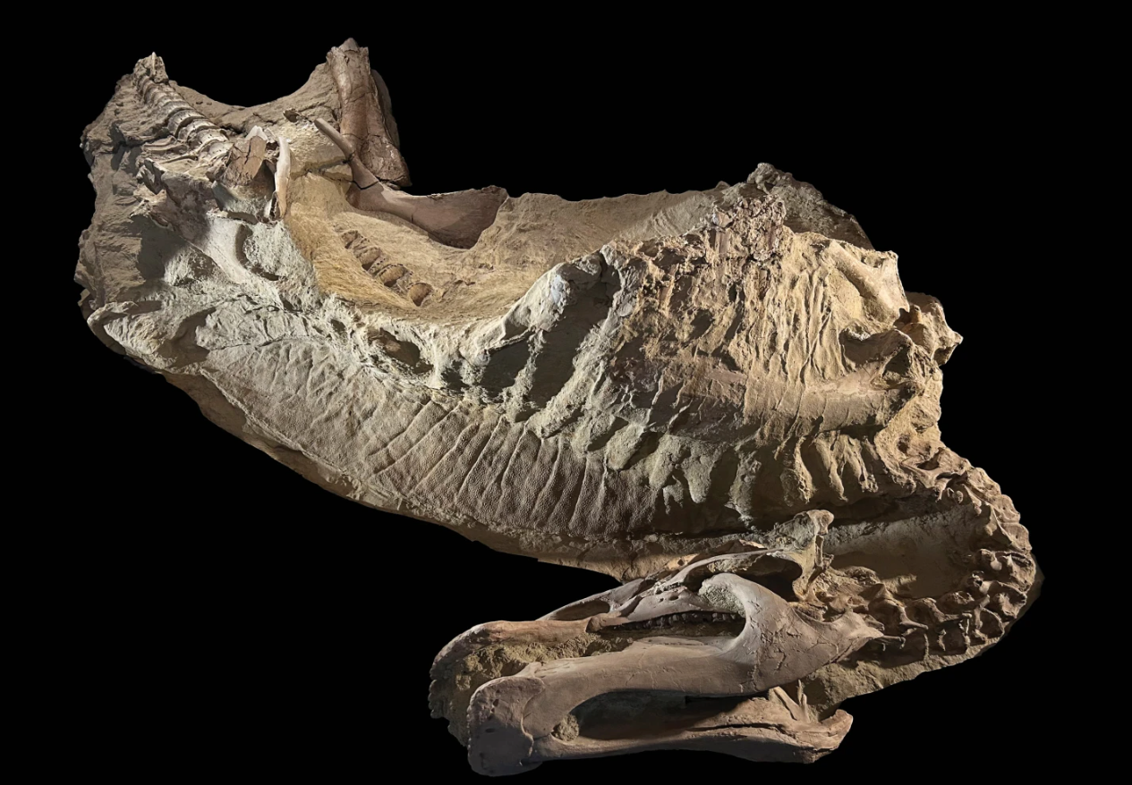 Científicos desentierran a “Ed Jr.”, la 1ª momia de dinosaurio juvenil