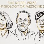 El Premio Nobel de Medicina 2025 reconoció a Mary E. Brunkow, Fred Ramsdell y Shimon Sakaguchi por sus descubrimientos sobre la tolerancia inmunitaria periférica y el papel del gen FOXP3 en las células T reguladoras. Imagen: Niklas Elmehed.