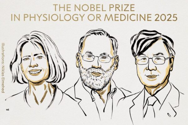El Premio Nobel de Medicina 2025 reconoció a Mary E. Brunkow, Fred Ramsdell y Shimon Sakaguchi por sus descubrimientos sobre la tolerancia inmunitaria periférica y el papel del gen FOXP3 en las células T reguladoras. Imagen: Niklas Elmehed.