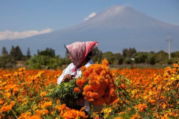 Autoridades y floricultures prevén una derrama de 40 millones de pesos