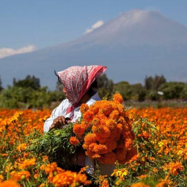 Autoridades y floricultures prevén una derrama de 40 millones de pesos