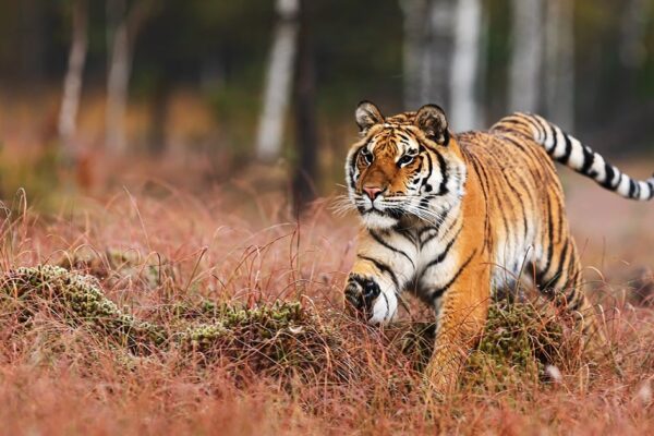 Un tigre se escapó del zoológico Parque Animalia tras las inundaciones en Xicotepec, Puebla. Autoridades locales y federales despliegan un operativo con drones para capturarlo. Foto: Shutterstock.