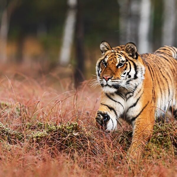 Un tigre se escapó del zoológico Parque Animalia tras las inundaciones en Xicotepec, Puebla. Autoridades locales y federales despliegan un operativo con drones para capturarlo. Foto: Shutterstock.