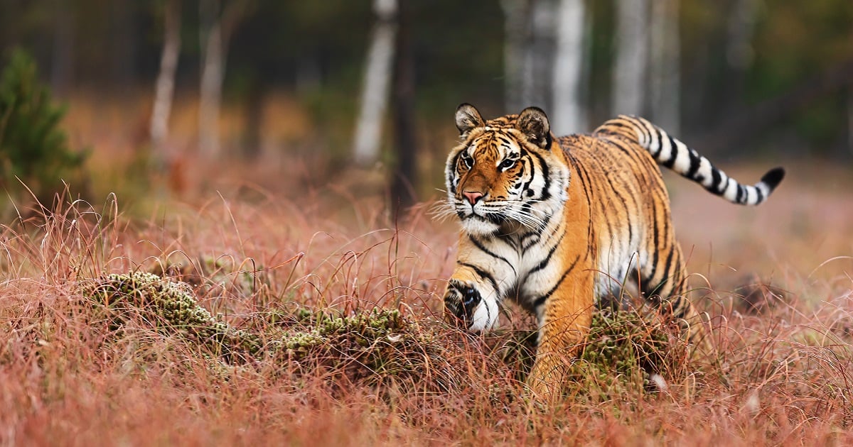 Un tigre se escapó del zoológico Parque Animalia tras las inundaciones en Xicotepec, Puebla. Autoridades locales y federales despliegan un operativo con drones para capturarlo. Foto: Shutterstock.