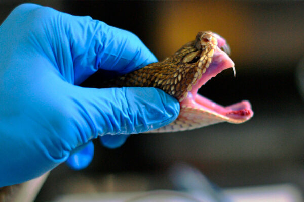 primer antiveneno de amplio espectro del mundo.