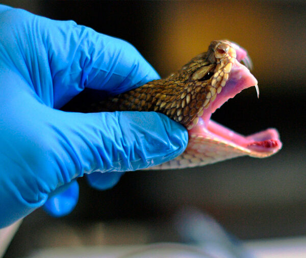 primer antiveneno de amplio espectro del mundo.