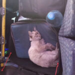 El famoso “michi cobrador” de la ruta Morados fue robado en Puebla. Su dueño pide apoyo para localizarlo.