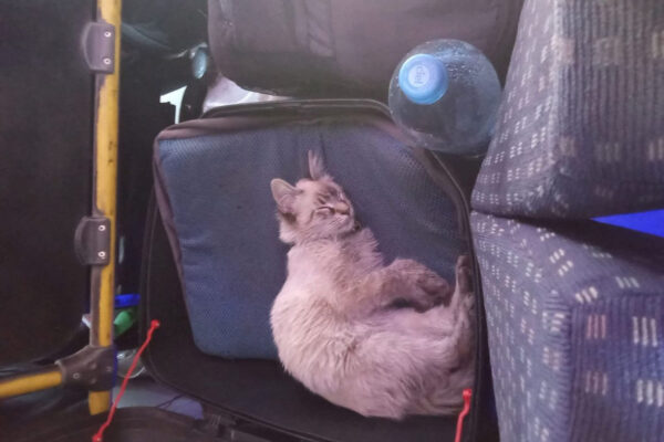 El famoso “michi cobrador” de la ruta Morados fue robado en Puebla. Su dueño pide apoyo para localizarlo.