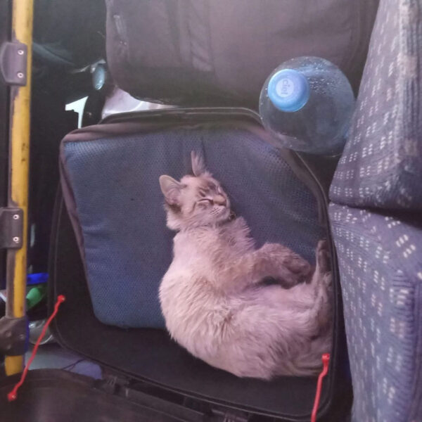 El famoso “michi cobrador” de la ruta Morados fue robado en Puebla. Su dueño pide apoyo para localizarlo.