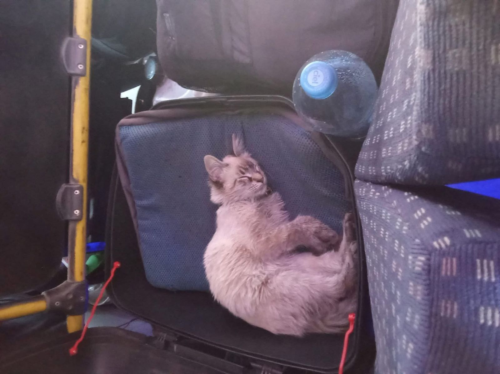 El famoso “michi cobrador” de la ruta Morados fue robado en Puebla. Su dueño pide apoyo para localizarlo.