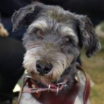 El Ayuntamiento de Puebla llevó servicios veterinarios gratuitos