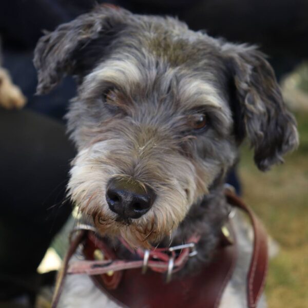 El Ayuntamiento de Puebla llevó servicios veterinarios gratuitos
