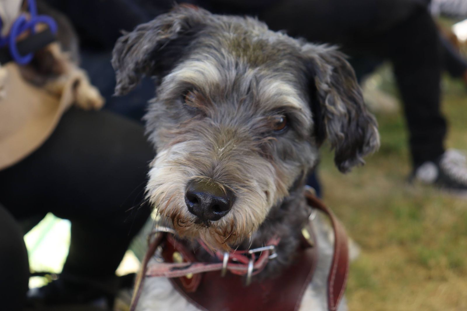 El Ayuntamiento de Puebla llevó servicios veterinarios gratuitos