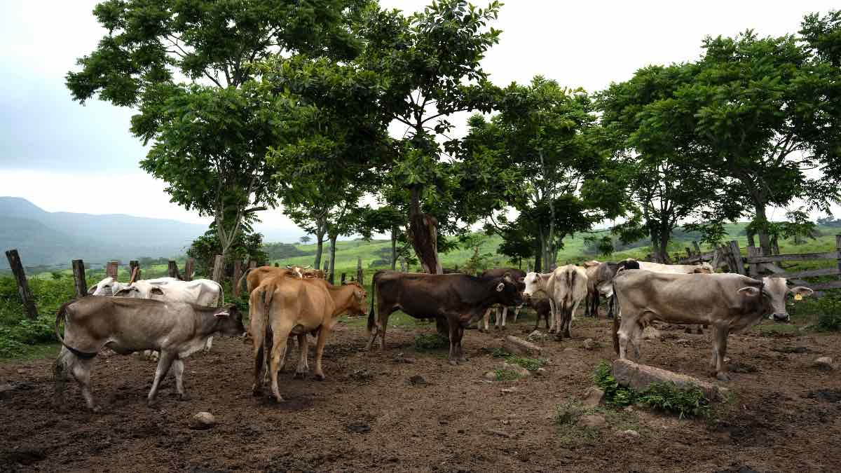 Lluvias arrasan con más de 2,500 cabezas de ganado en la Huasteca poblana