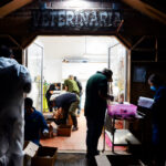 Autoridades federales descubrieron 774 tortugas vivas.