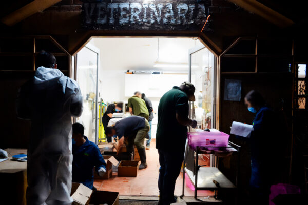 Autoridades federales descubrieron 774 tortugas vivas.