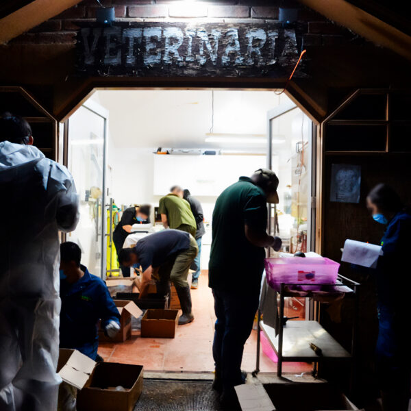 Autoridades federales descubrieron 774 tortugas vivas.