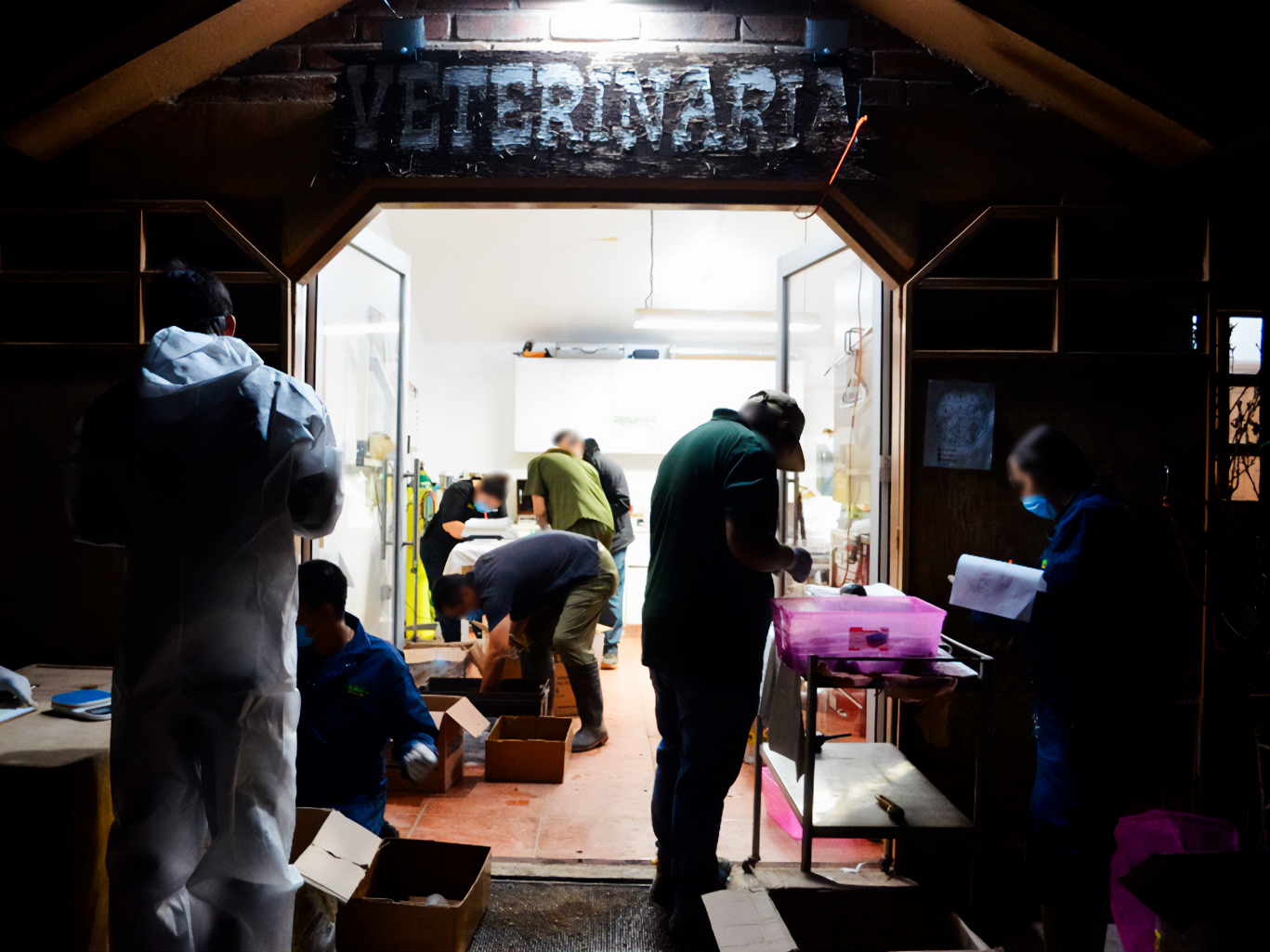 Autoridades federales descubrieron 774 tortugas vivas.