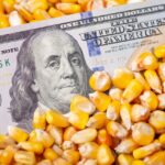 México se consolida como el segundo mayor importador mundial de granos y oleaginosas, y el primer comprador global de maíz, principalmente de Estados Unidos, su socio comercial más relevante en productos agrícolas. FOTO: ¡Stock