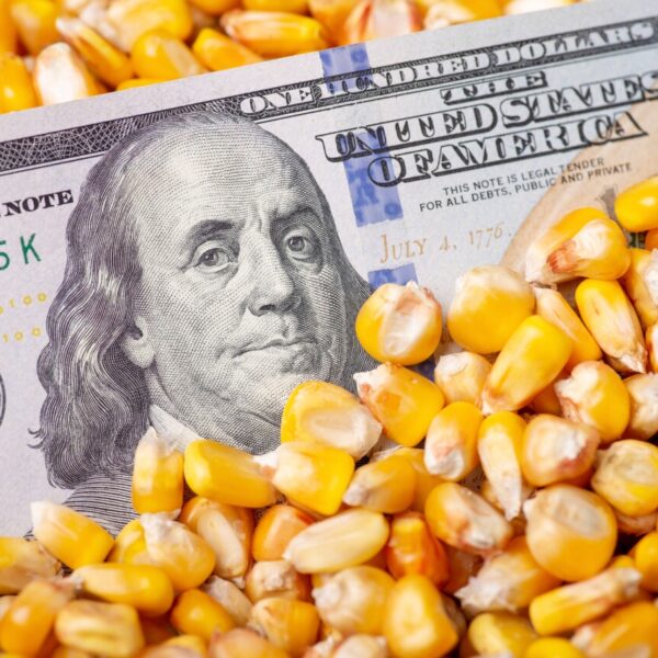 México se consolida como el segundo mayor importador mundial de granos y oleaginosas, y el primer comprador global de maíz, principalmente de Estados Unidos, su socio comercial más relevante en productos agrícolas. FOTO: ¡Stock