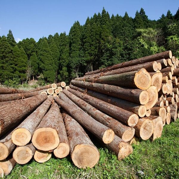 La Cámara de Diputados aprobó por unanimidad una reforma que endurece las penas por tráfico de totoaba, tala ilegal, cambio irregular de uso de suelo y diversos delitos ambientales. FOTO: Gob MX.