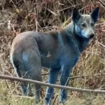 Las fotos virales de perros teñidos de azul en Chernobyl no revelan mutaciones, sino un incidente con desechos químicos, confirman especialistas. FOTO: El Español.