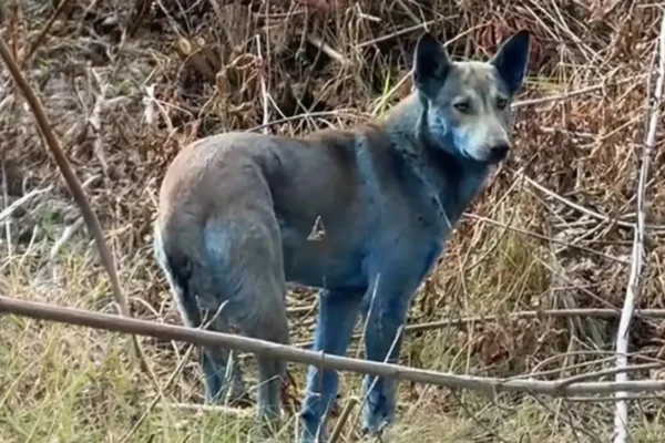 Las fotos virales de perros teñidos de azul en Chernobyl no revelan mutaciones, sino un incidente con desechos químicos, confirman especialistas. FOTO: El Español.