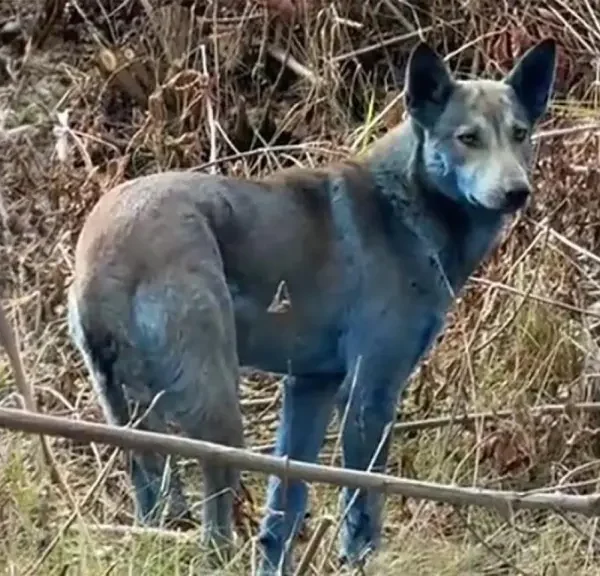 Las fotos virales de perros teñidos de azul en Chernobyl no revelan mutaciones, sino un incidente con desechos químicos, confirman especialistas. FOTO: El Español.