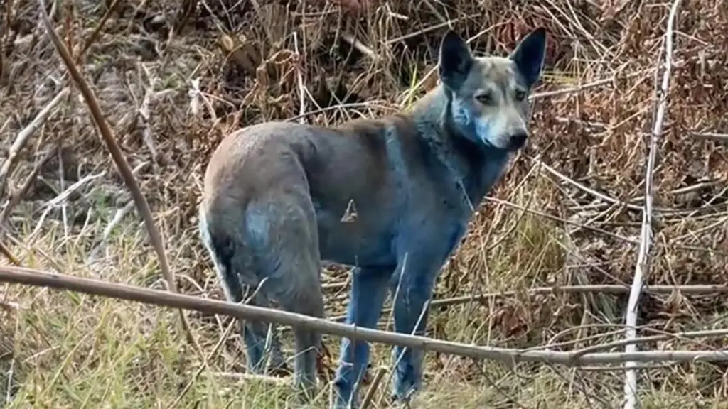 Científicos aclaran el origen de los “perros azules” de Chernobyl: no es radiación