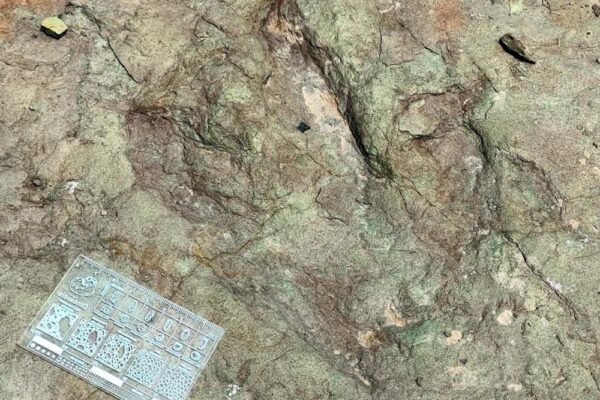 El INAH confirmó el hallazgo de huellas de dinosaurios en Tehuacán; las impresiones tienen unos 120 millones de años y pertenecen a distintas especies del Cretácico Inferior. FOTO: INAH.