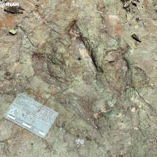 El INAH confirmó el hallazgo de huellas de dinosaurios en Tehuacán; las impresiones tienen unos 120 millones de años y pertenecen a distintas especies del Cretácico Inferior. FOTO: INAH.