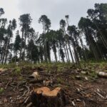 Comunidades de la Sierra Nororiental alertan por el aumento de la tala ilegal y exigen mayor presencia de autoridades ambientales para frenar la deforestación. FOTO: EF.